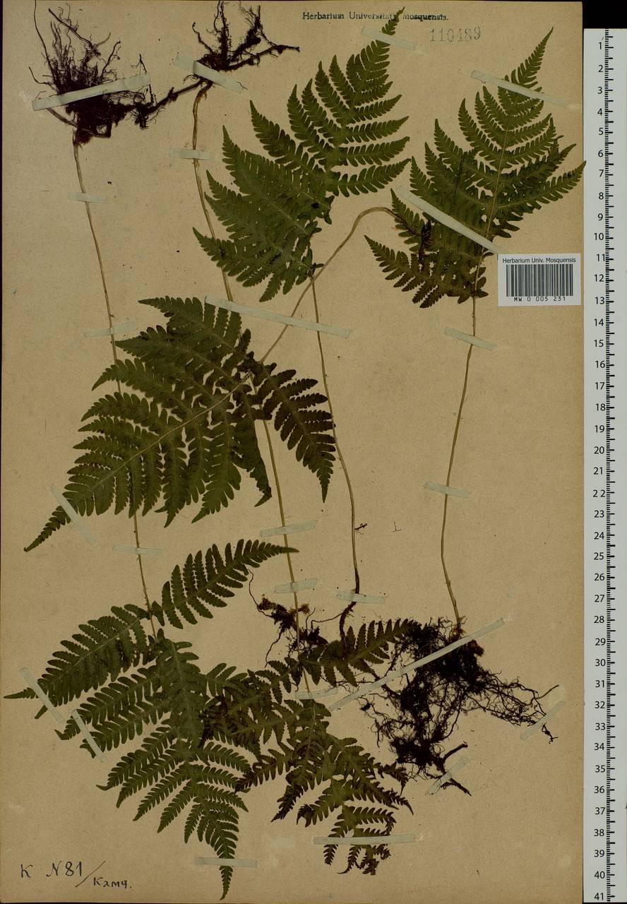 Phegopteris connectilis (Michx.) Watt, Siberia, Chukotka & Kamchatka (S7) (Russia)