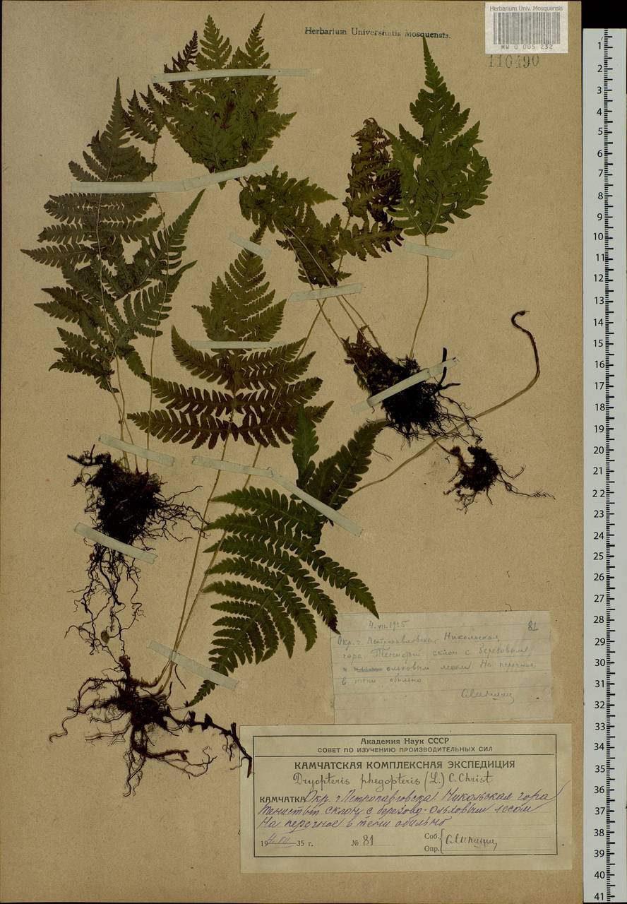 Phegopteris connectilis (Michx.) Watt, Siberia, Chukotka & Kamchatka (S7) (Russia)