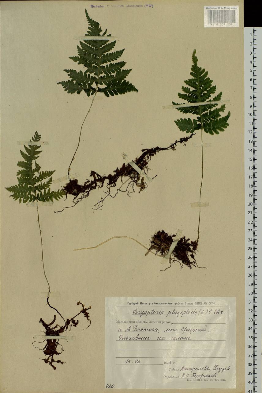 Phegopteris connectilis (Michx.) Watt, Siberia, Chukotka & Kamchatka (S7) (Russia)