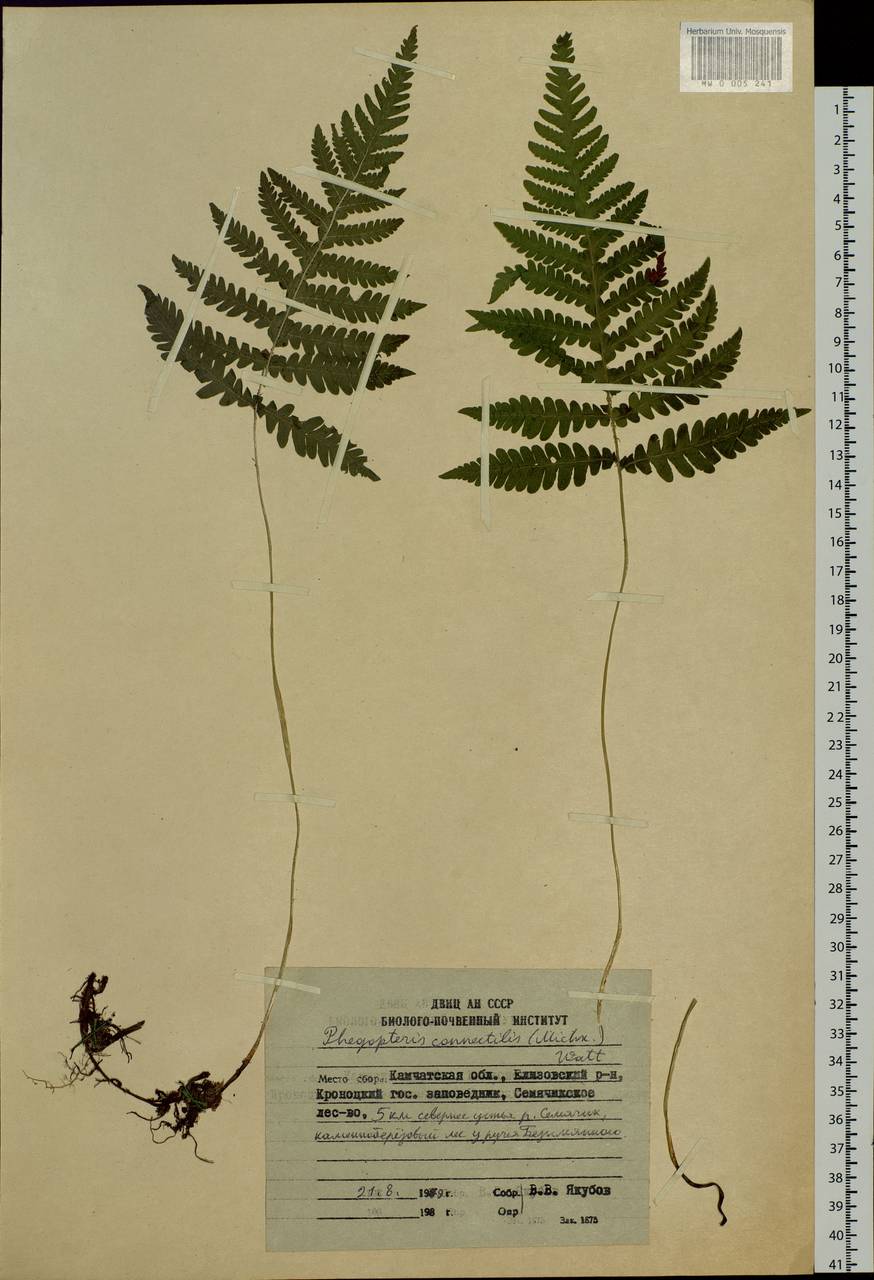 Phegopteris connectilis (Michx.) Watt, Siberia, Chukotka & Kamchatka (S7) (Russia)