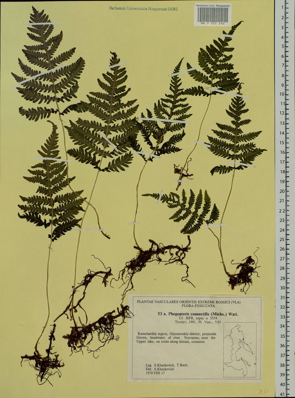 Phegopteris connectilis (Michx.) Watt, Siberia, Chukotka & Kamchatka (S7) (Russia)