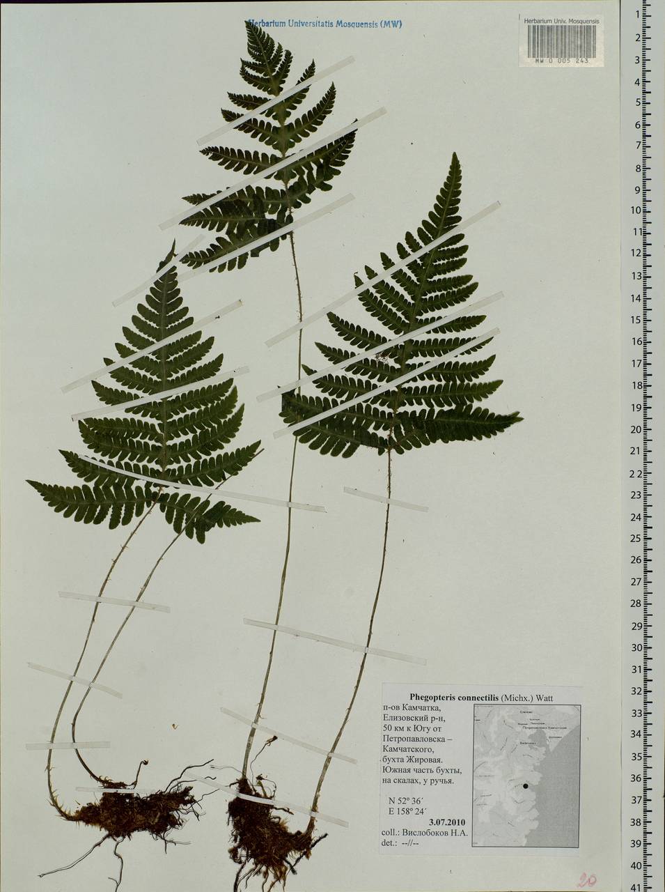 Phegopteris connectilis (Michx.) Watt, Siberia, Chukotka & Kamchatka (S7) (Russia)