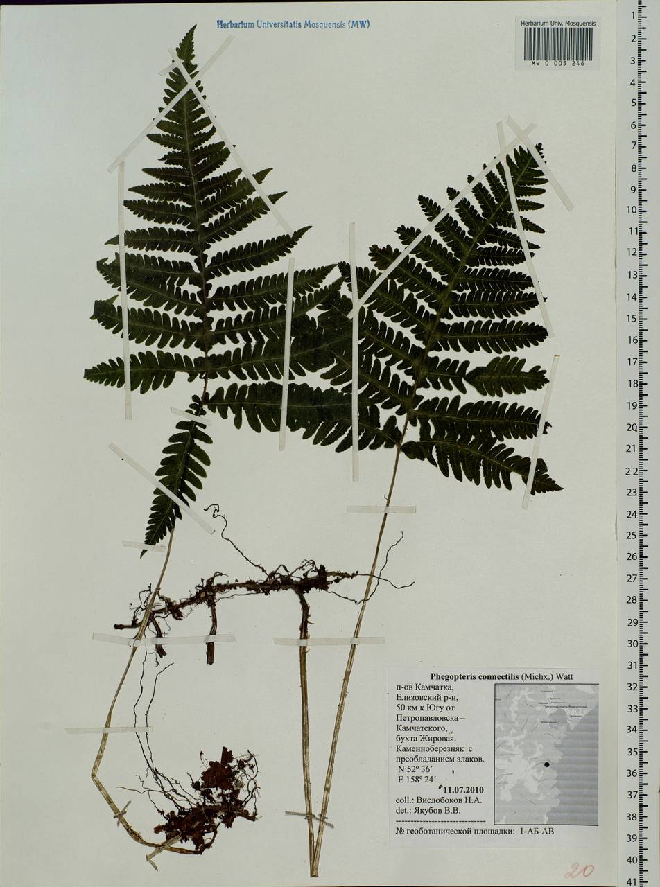 Phegopteris connectilis (Michx.) Watt, Siberia, Chukotka & Kamchatka (S7) (Russia)