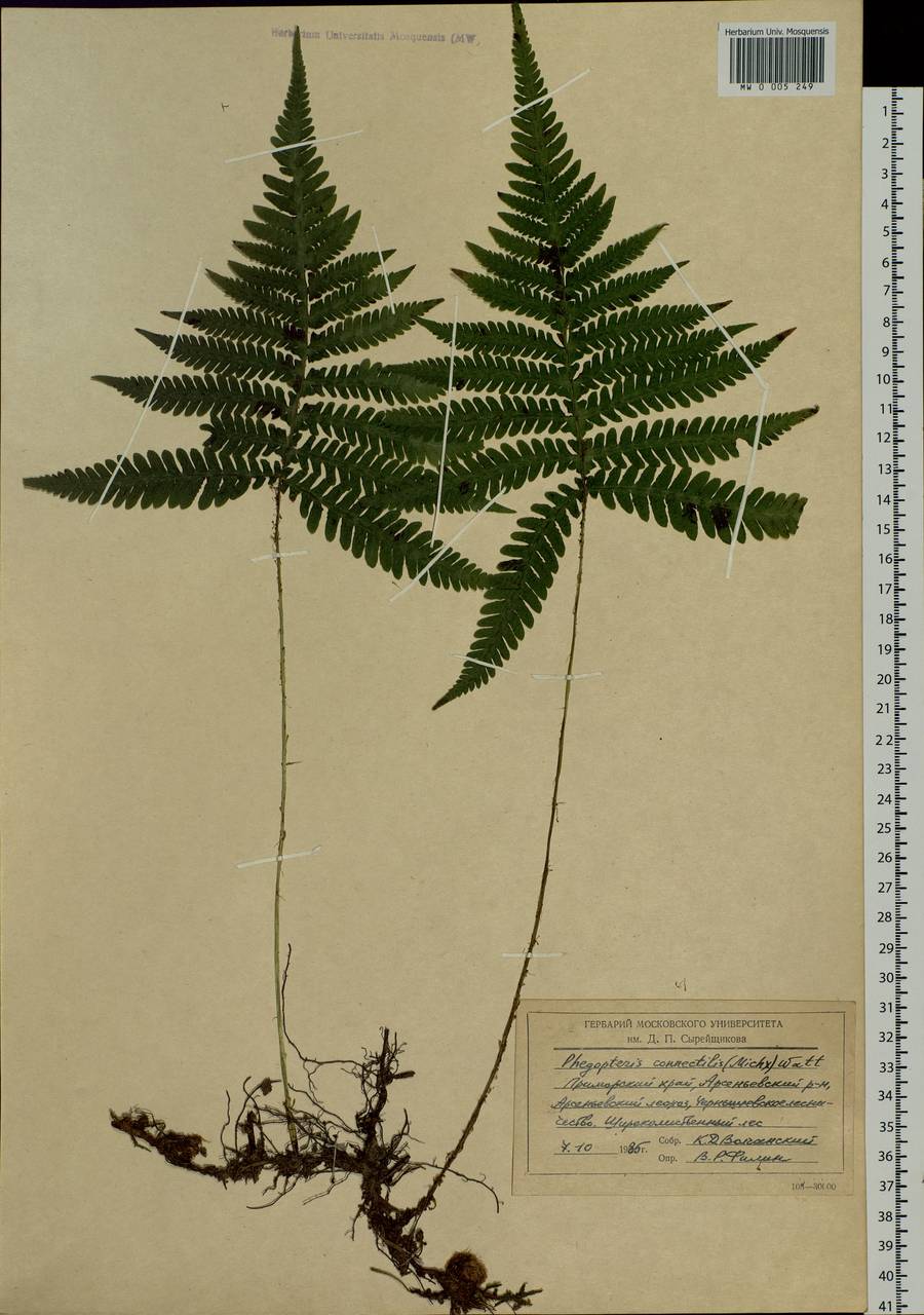 Phegopteris connectilis (Michx.) Watt, Siberia, Russian Far East (S6) (Russia)