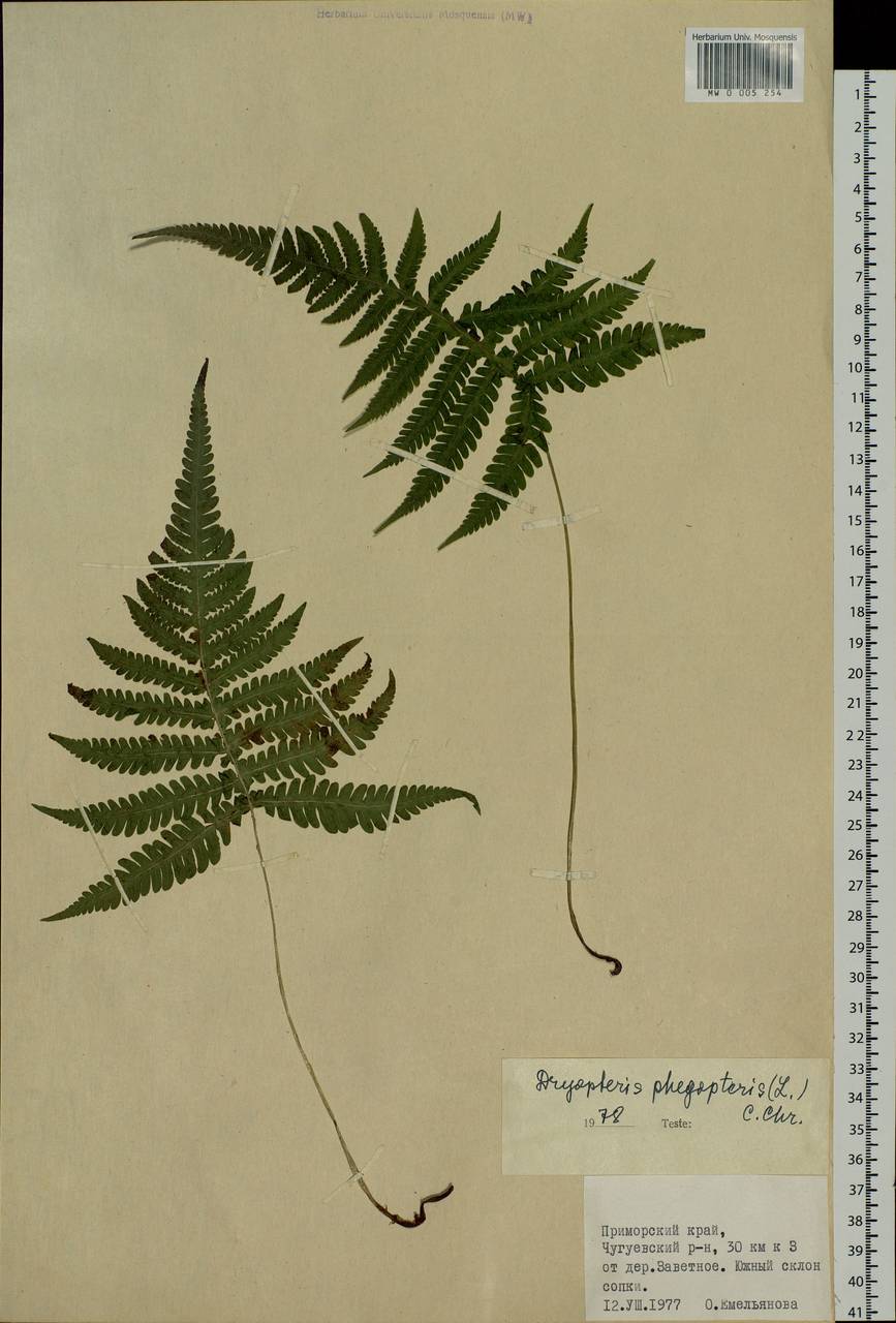 Phegopteris connectilis (Michx.) Watt, Siberia, Russian Far East (S6) (Russia)