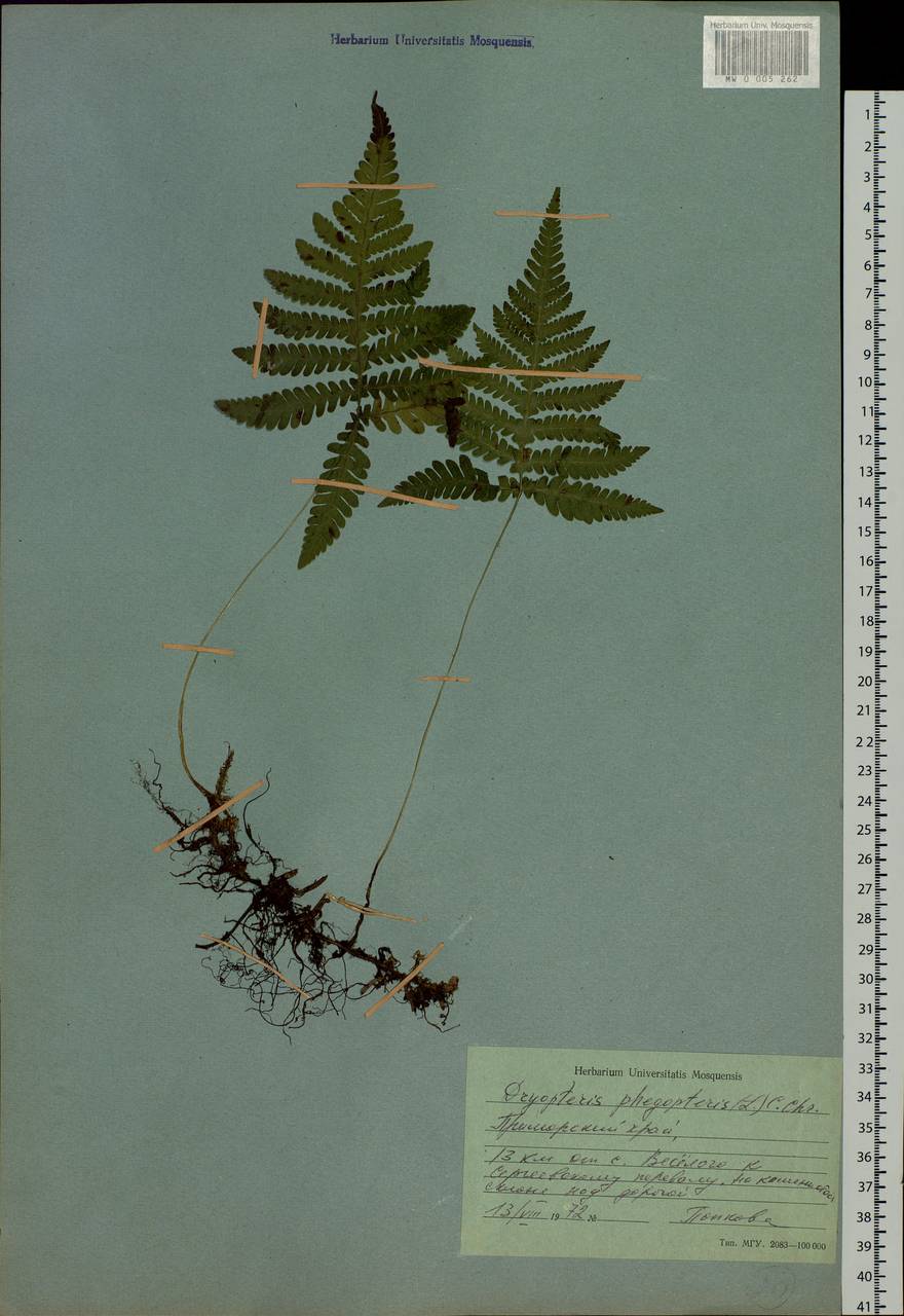 Phegopteris connectilis (Michx.) Watt, Siberia, Russian Far East (S6) (Russia)