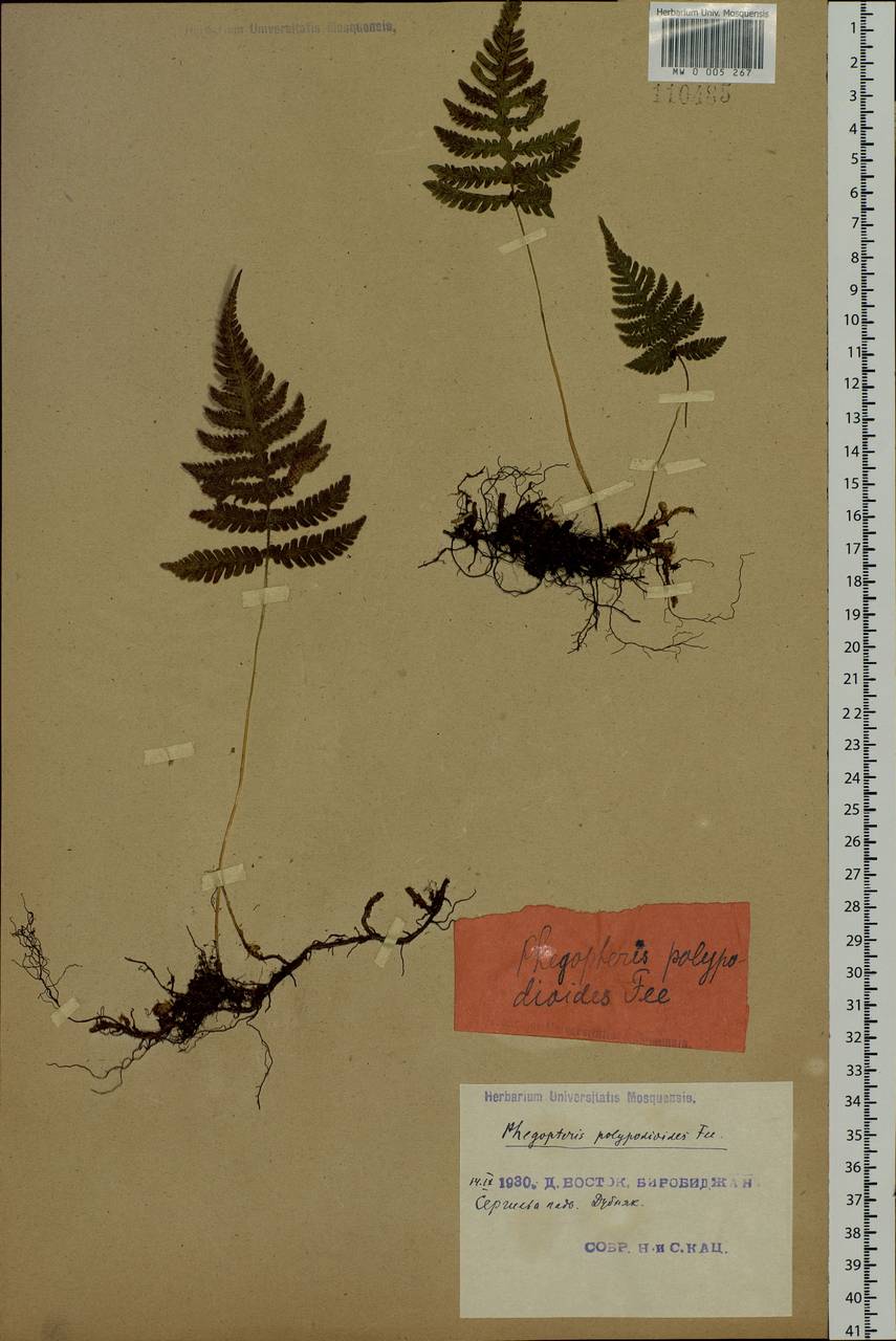 Phegopteris connectilis (Michx.) Watt, Siberia, Russian Far East (S6) (Russia)