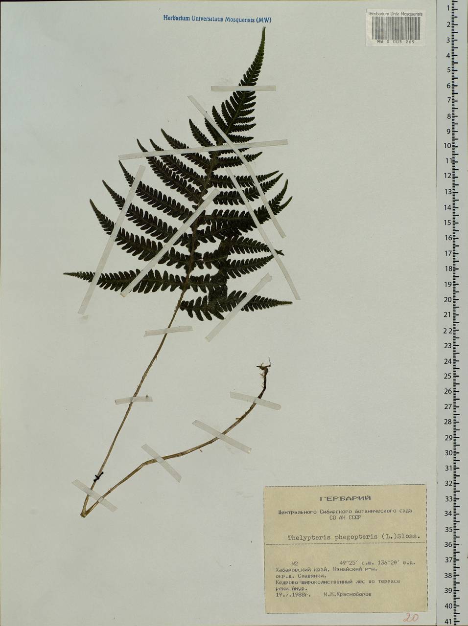 Phegopteris connectilis (Michx.) Watt, Siberia, Russian Far East (S6) (Russia)