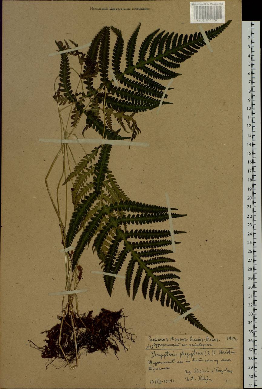 Phegopteris connectilis (Michx.) Watt, Siberia, Russian Far East (S6) (Russia)