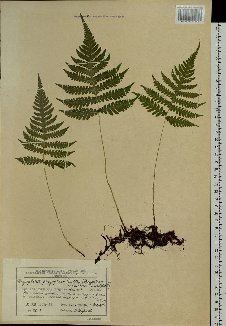 Phegopteris connectilis (Michx.) Watt, Siberia, Central Siberia (S3) (Russia)