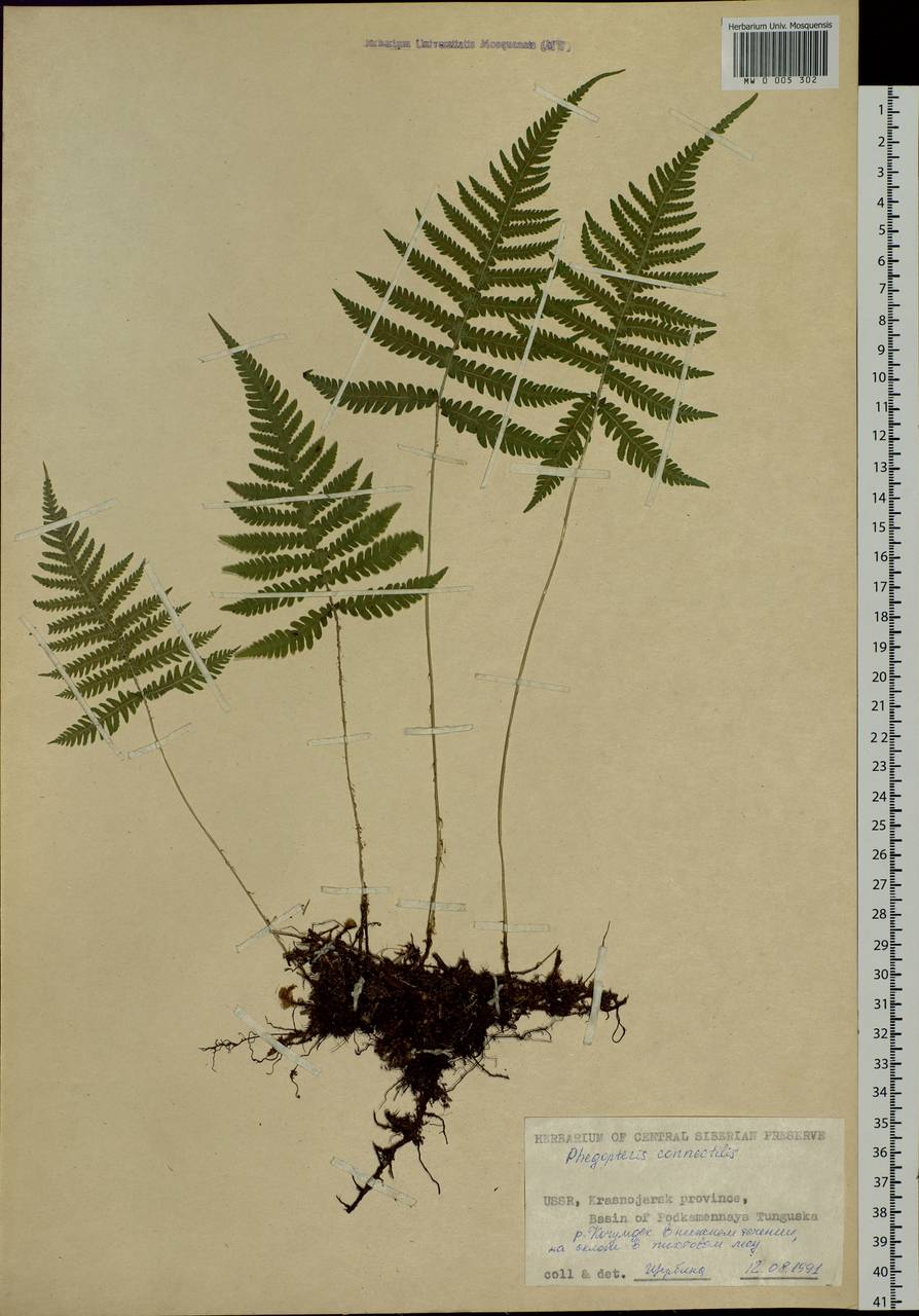 Phegopteris connectilis (Michx.) Watt, Siberia, Central Siberia (S3) (Russia)