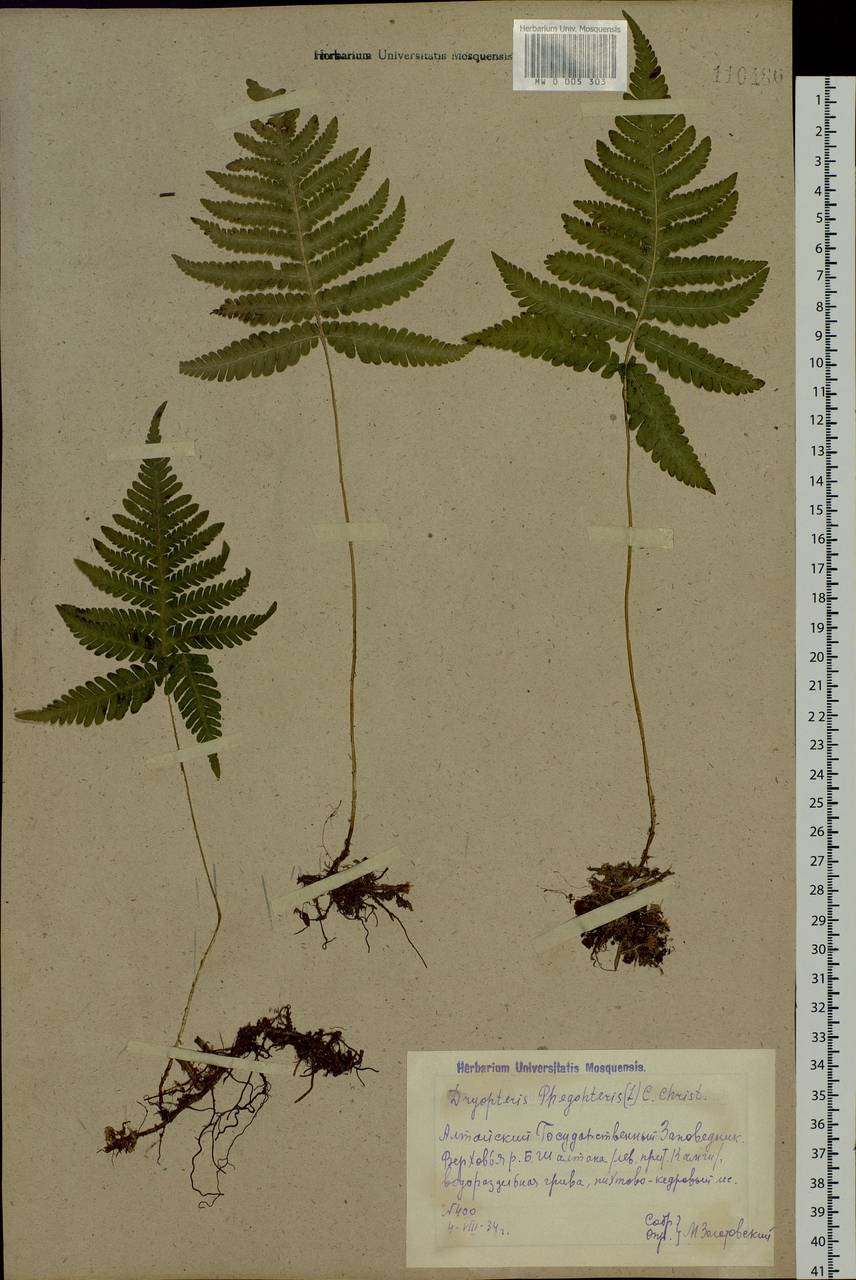 Phegopteris connectilis (Michx.) Watt, Siberia, Altai & Sayany Mountains (S2) (Russia)