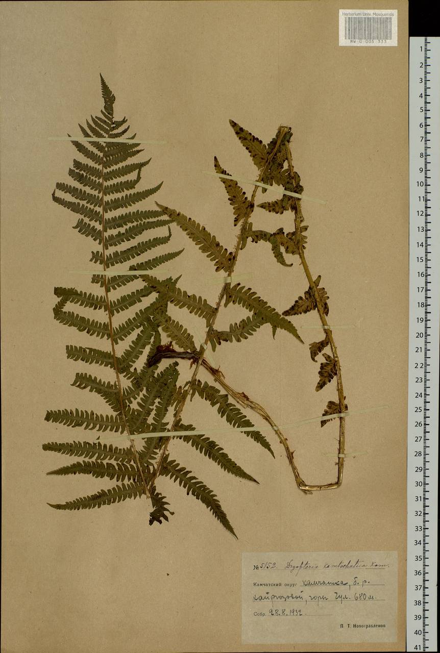 Oreopteris quelpartensis (Christ) Holub, Siberia, Chukotka & Kamchatka (S7) (Russia)