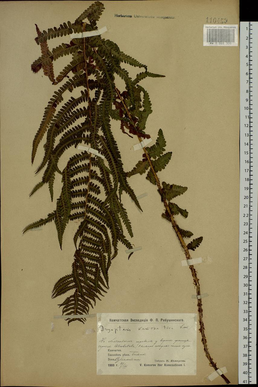 Oreopteris quelpartensis (Christ) Holub, Siberia, Chukotka & Kamchatka (S7) (Russia)