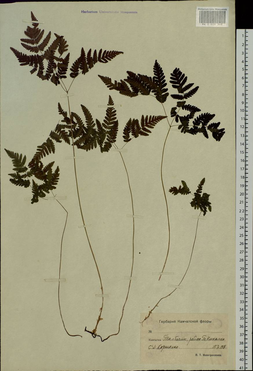 Gymnocarpium jessoense, Siberia, Chukotka & Kamchatka (S7) (Russia)