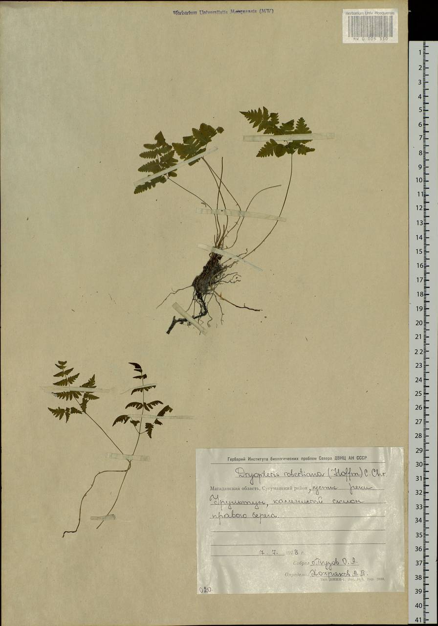 Gymnocarpium jessoense, Siberia, Chukotka & Kamchatka (S7) (Russia)