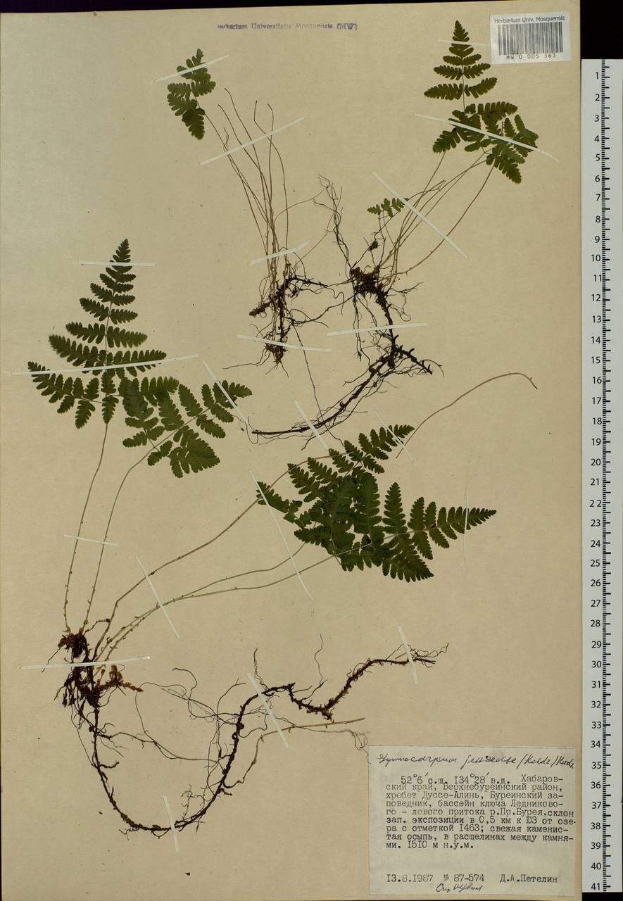 Gymnocarpium jessoense, Siberia, Russian Far East (S6) (Russia)