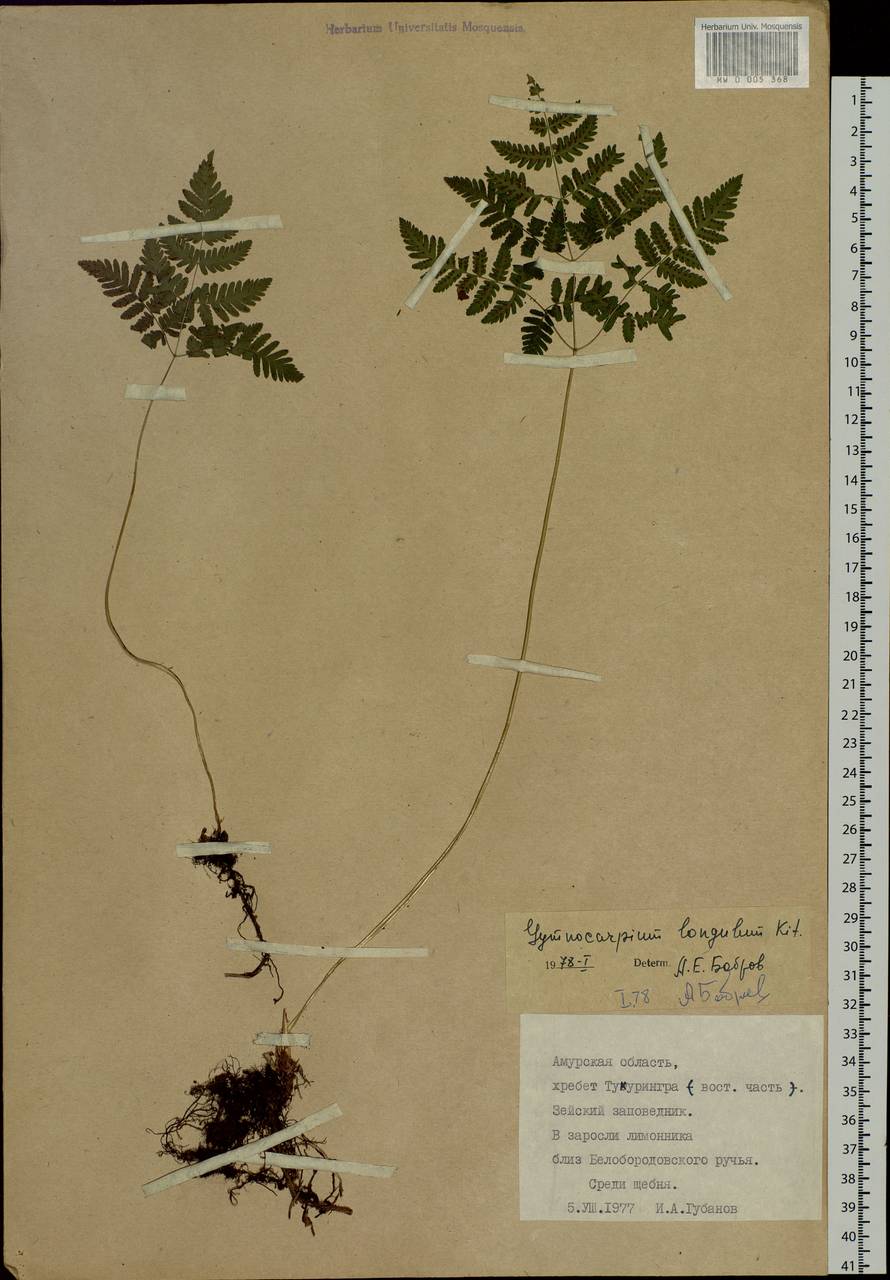 Gymnocarpium jessoense, Siberia, Russian Far East (S6) (Russia)