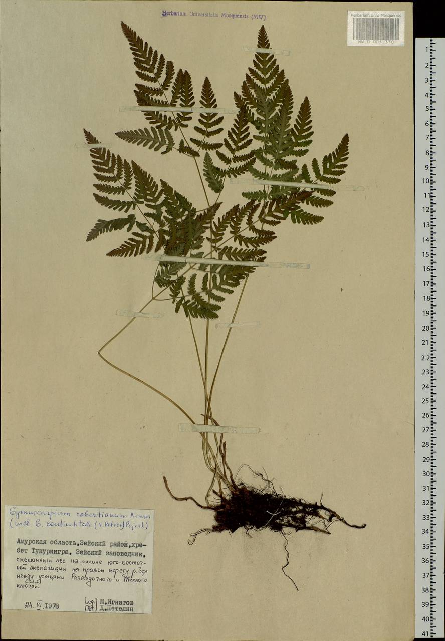 Gymnocarpium jessoense, Siberia, Russian Far East (S6) (Russia)