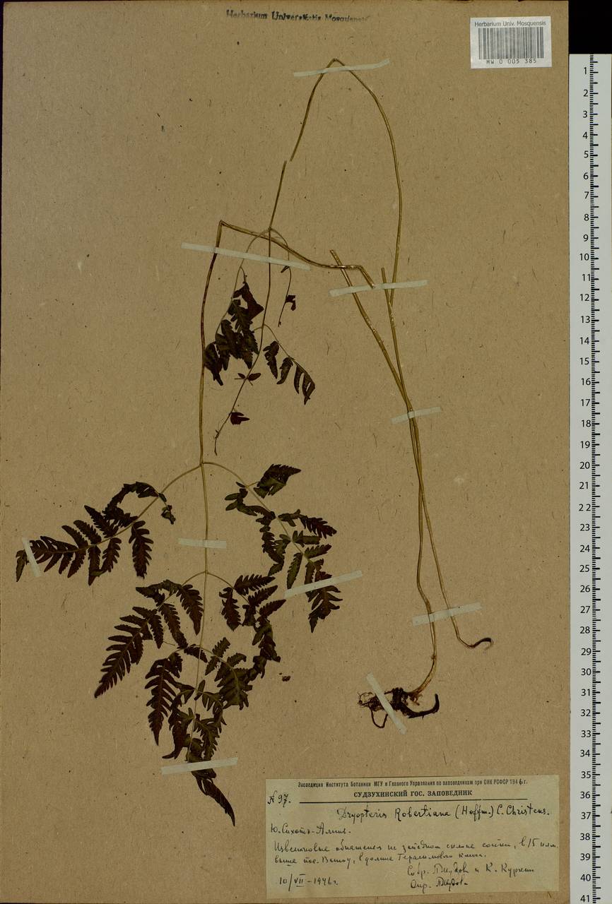 Gymnocarpium jessoense, Siberia, Russian Far East (S6) (Russia)