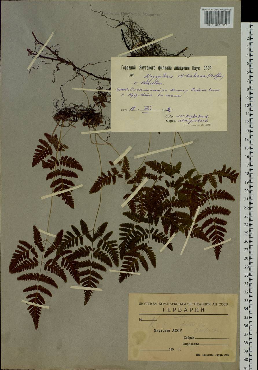Gymnocarpium jessoense, Siberia, Yakutia (S5) (Russia)