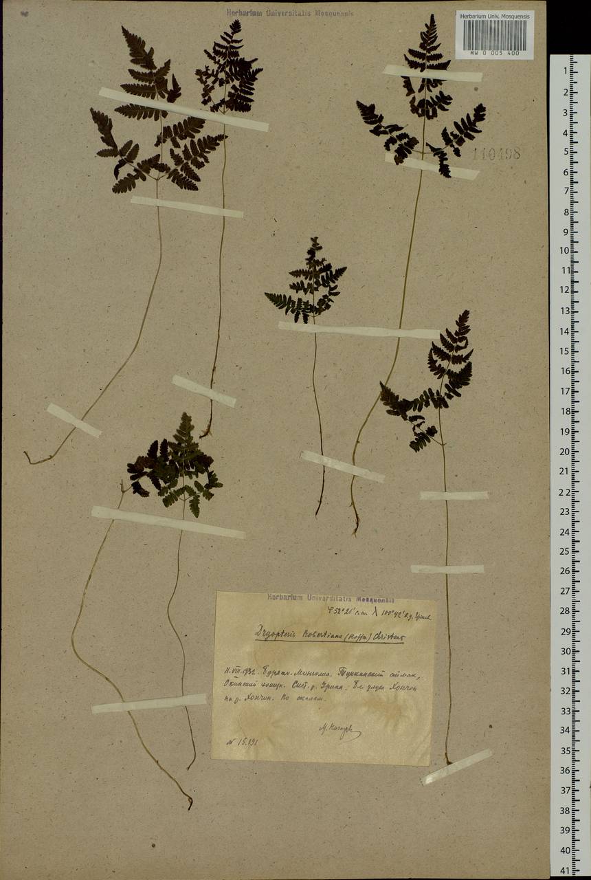 Gymnocarpium jessoense (Koidz.) Koidz., Siberia, Baikal & Transbaikal region (S4) (Russia)