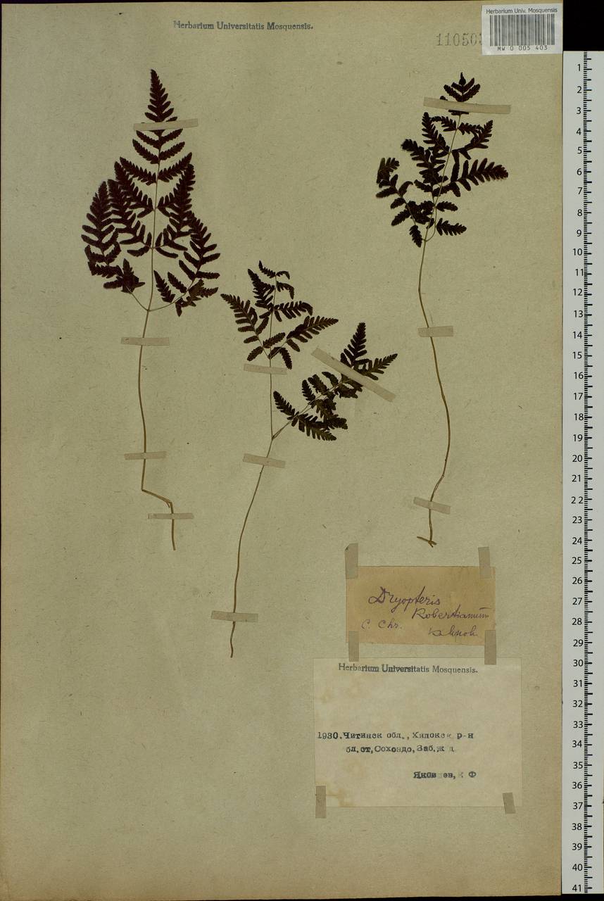 Gymnocarpium jessoense, Siberia, Baikal & Transbaikal region (S4) (Russia)