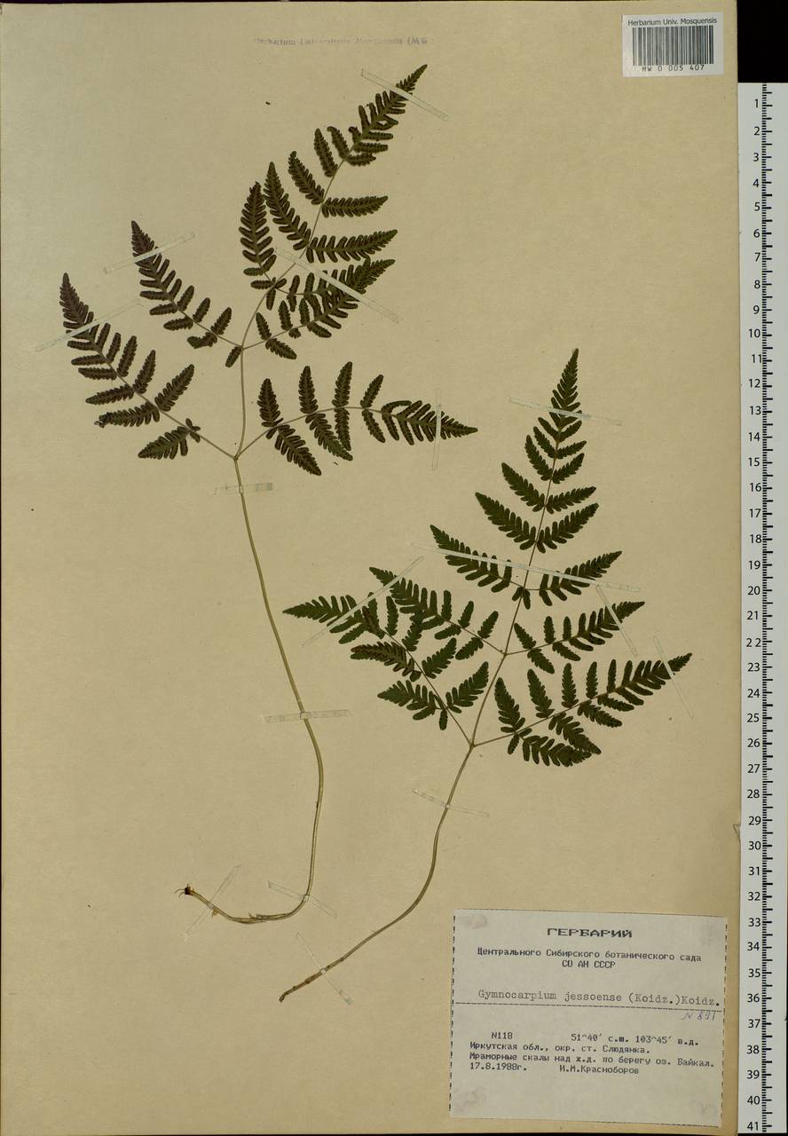 Gymnocarpium jessoense, Siberia, Baikal & Transbaikal region (S4) (Russia)