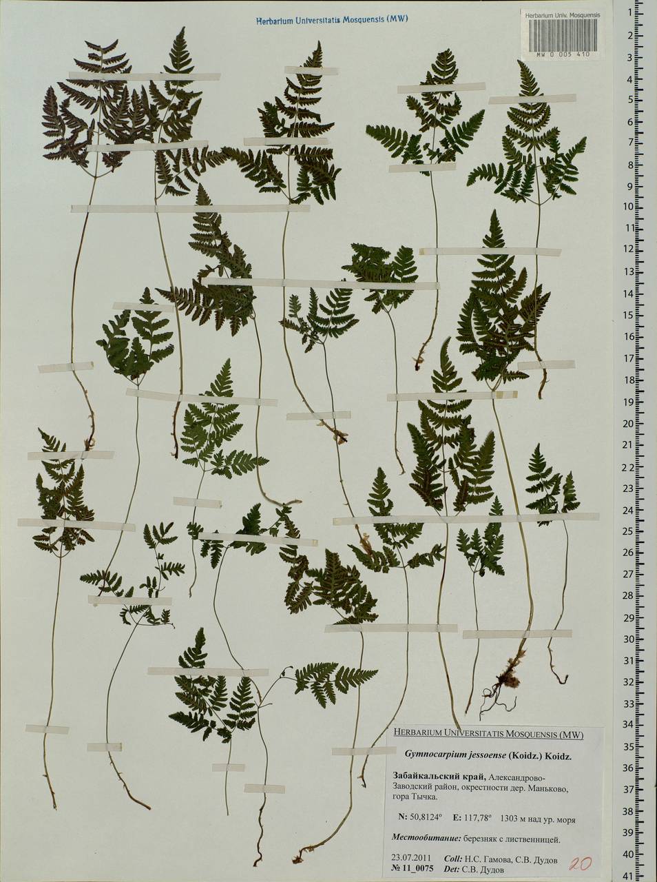 Gymnocarpium jessoense, Siberia, Baikal & Transbaikal region (S4) (Russia)