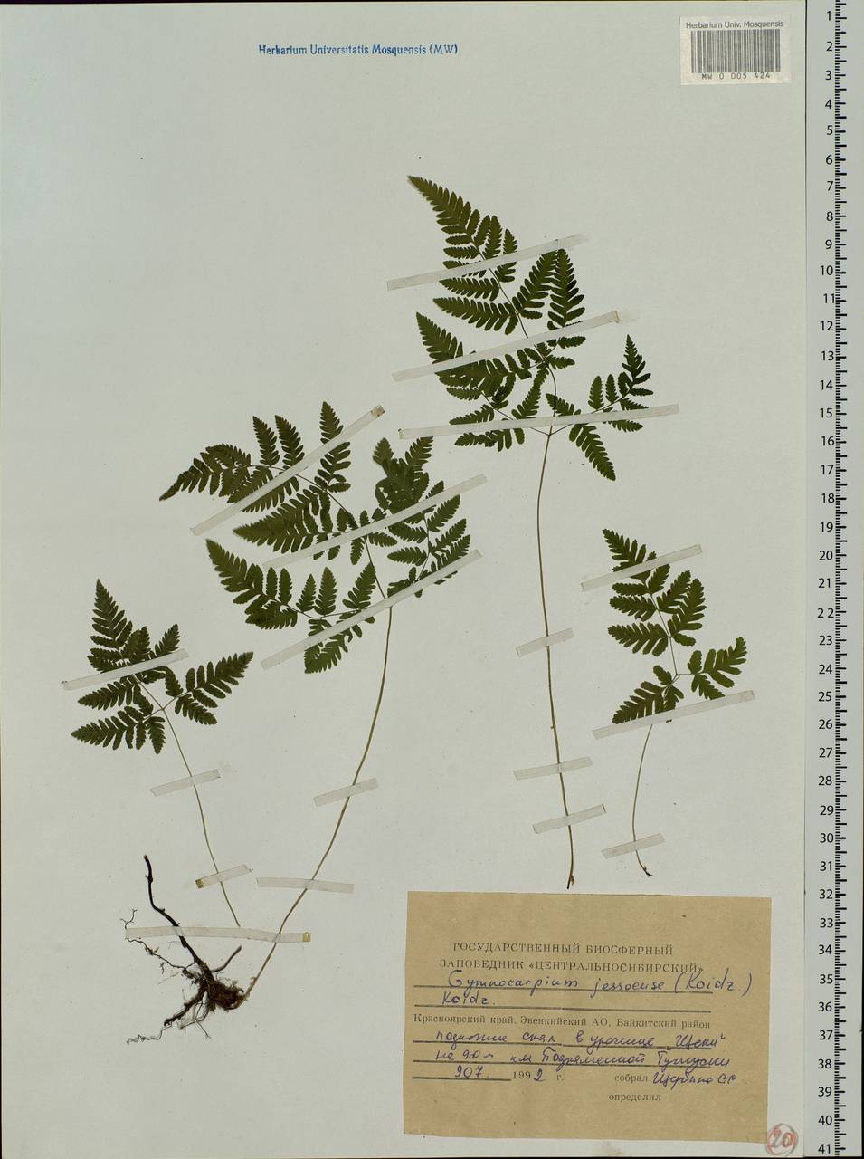 Gymnocarpium jessoense, Siberia, Central Siberia (S3) (Russia)