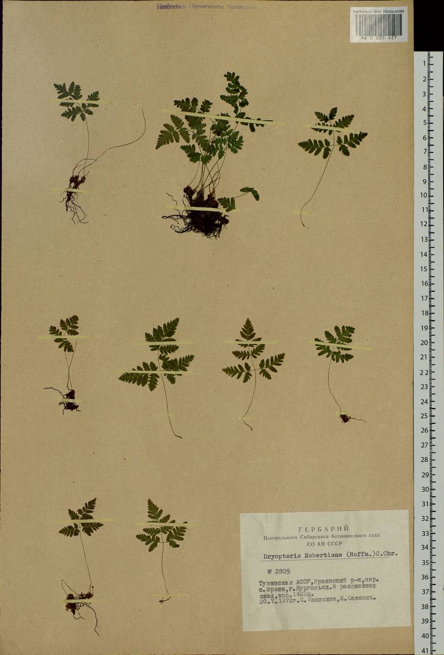 Gymnocarpium jessoense (Koidz.) Koidz., Siberia, Altai & Sayany Mountains (S2) (Russia)