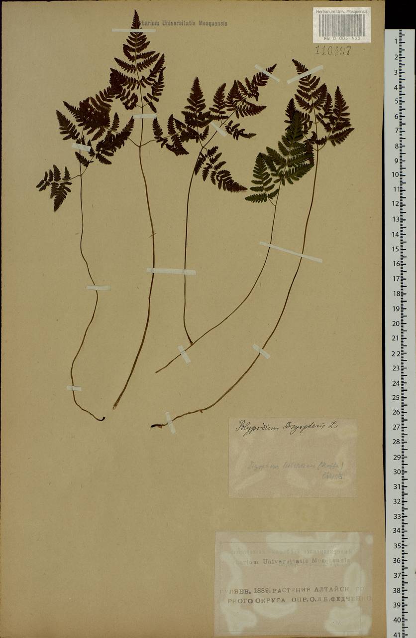 Gymnocarpium jessoense, Siberia, Altai & Sayany Mountains (S2) (Russia)