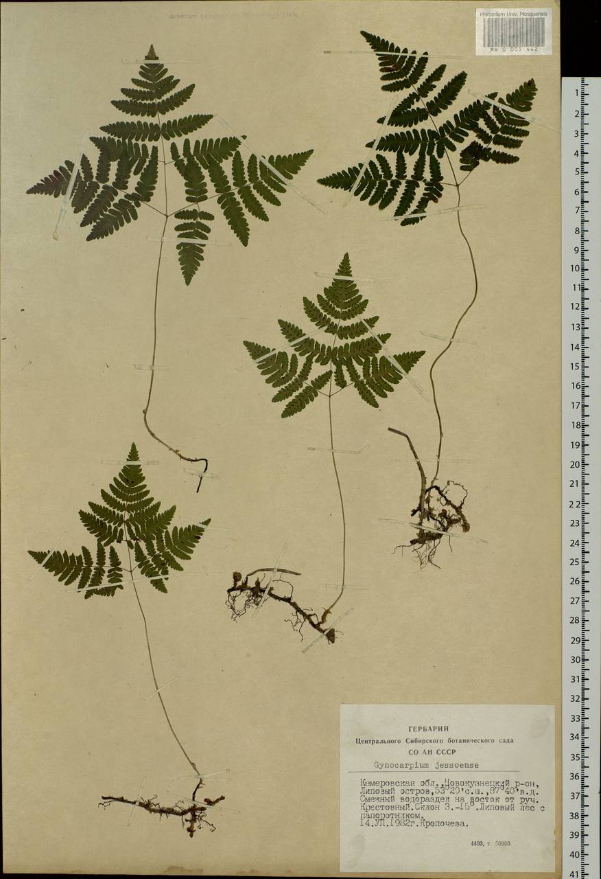 Gymnocarpium jessoense, Siberia, Altai & Sayany Mountains (S2) (Russia)