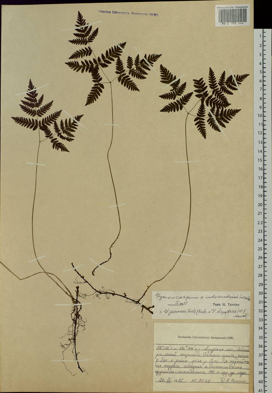 Gymnocarpium intermedium Sarvela, Siberia, Russian Far East (S6) (Russia)