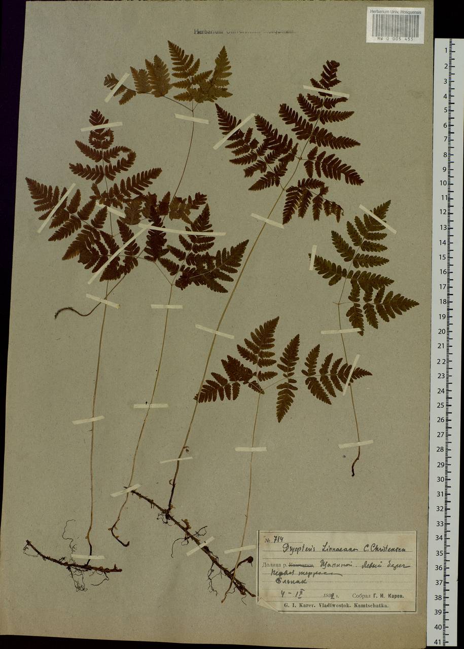 Gymnocarpium dryopteris (L.) Newm., Siberia, Chukotka & Kamchatka (S7) (Russia)