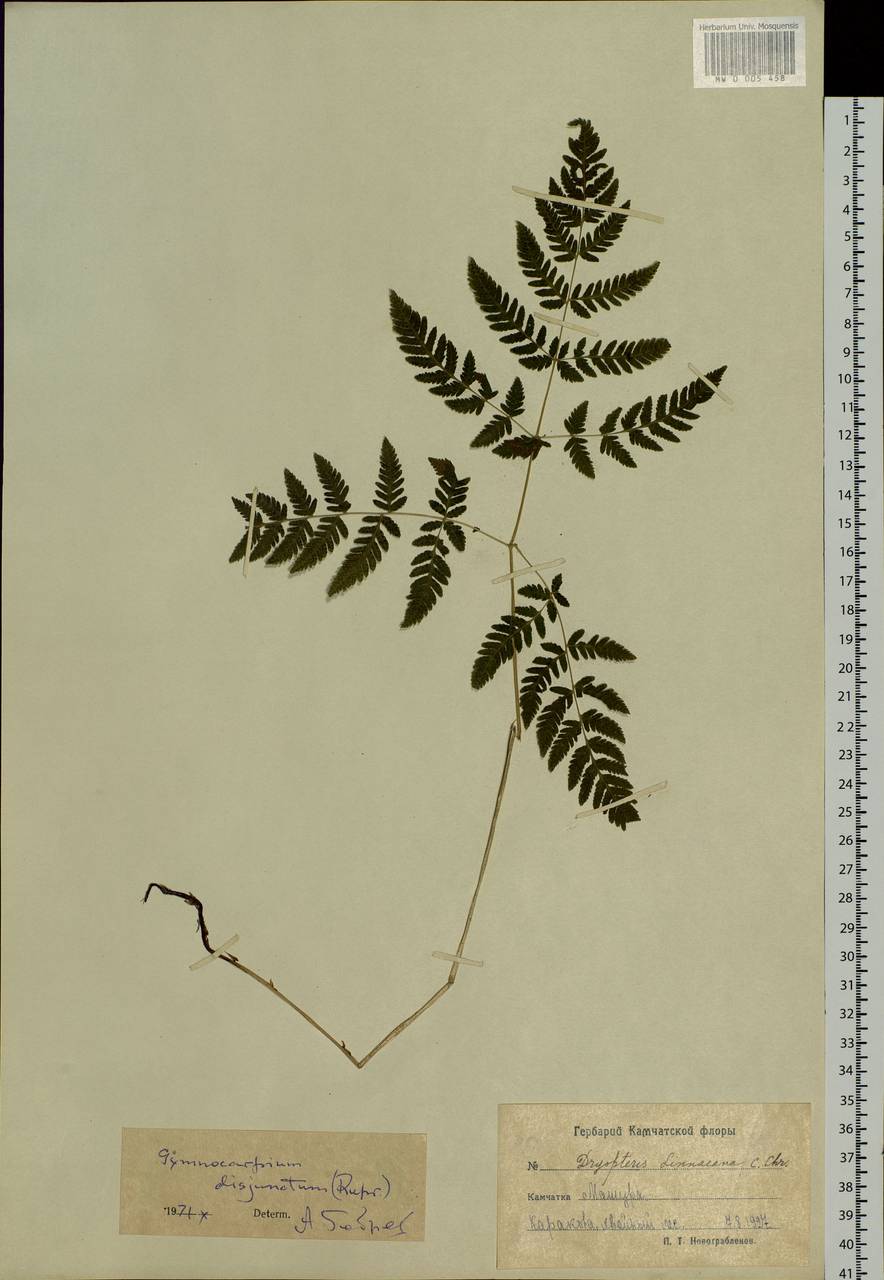 Gymnocarpium dryopteris (L.) Newm., Siberia, Chukotka & Kamchatka (S7) (Russia)