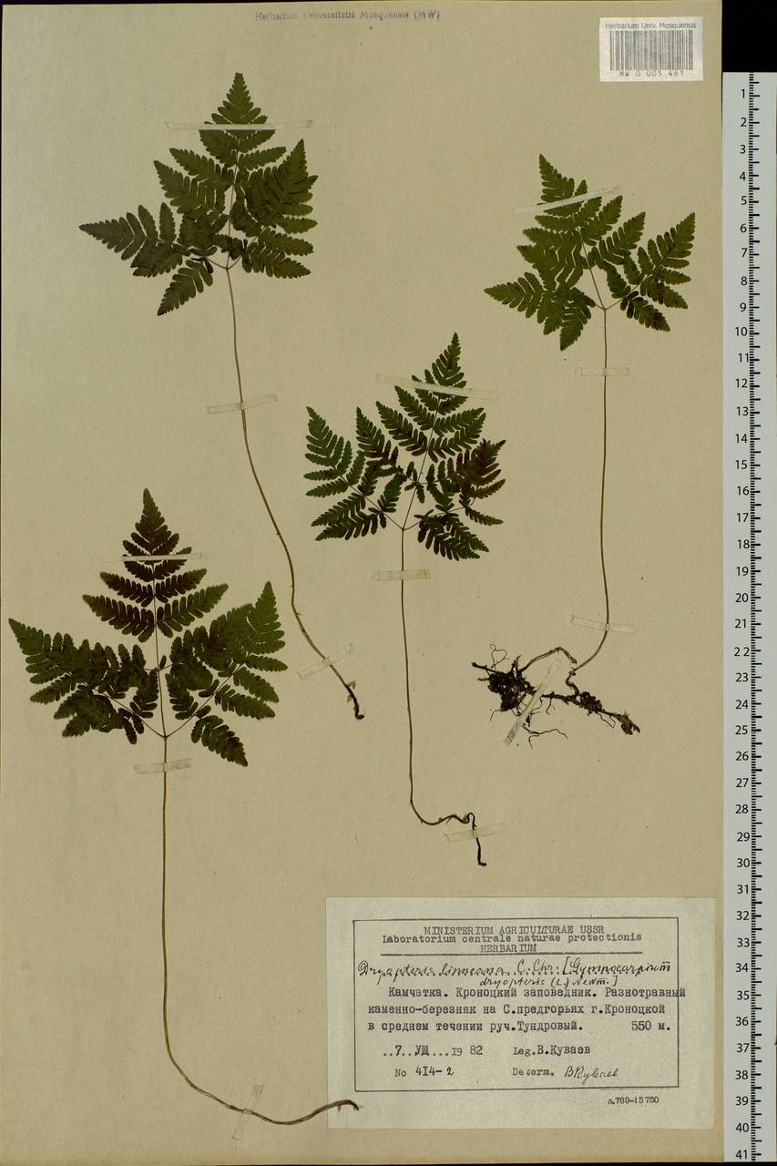 Gymnocarpium dryopteris (L.) Newm., Siberia, Chukotka & Kamchatka (S7) (Russia)