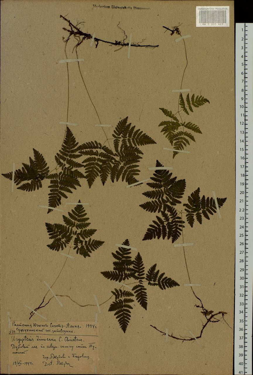 Gymnocarpium dryopteris (L.) Newm., Siberia, Russian Far East (S6) (Russia)