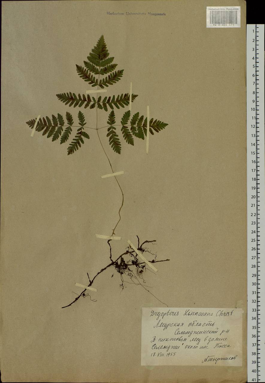 Gymnocarpium dryopteris (L.) Newm., Siberia, Russian Far East (S6) (Russia)