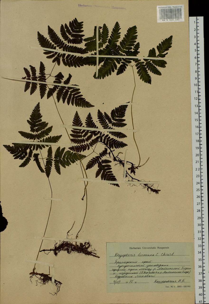 Gymnocarpium dryopteris (L.) Newman, Siberia, Russian Far East (S6) (Russia)