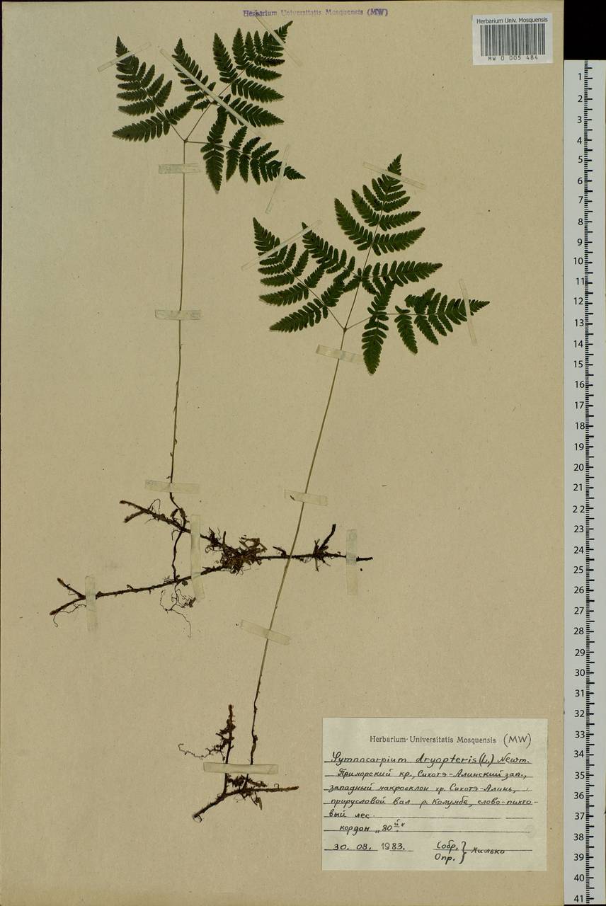 Gymnocarpium dryopteris (L.) Newman, Siberia, Russian Far East (S6) (Russia)