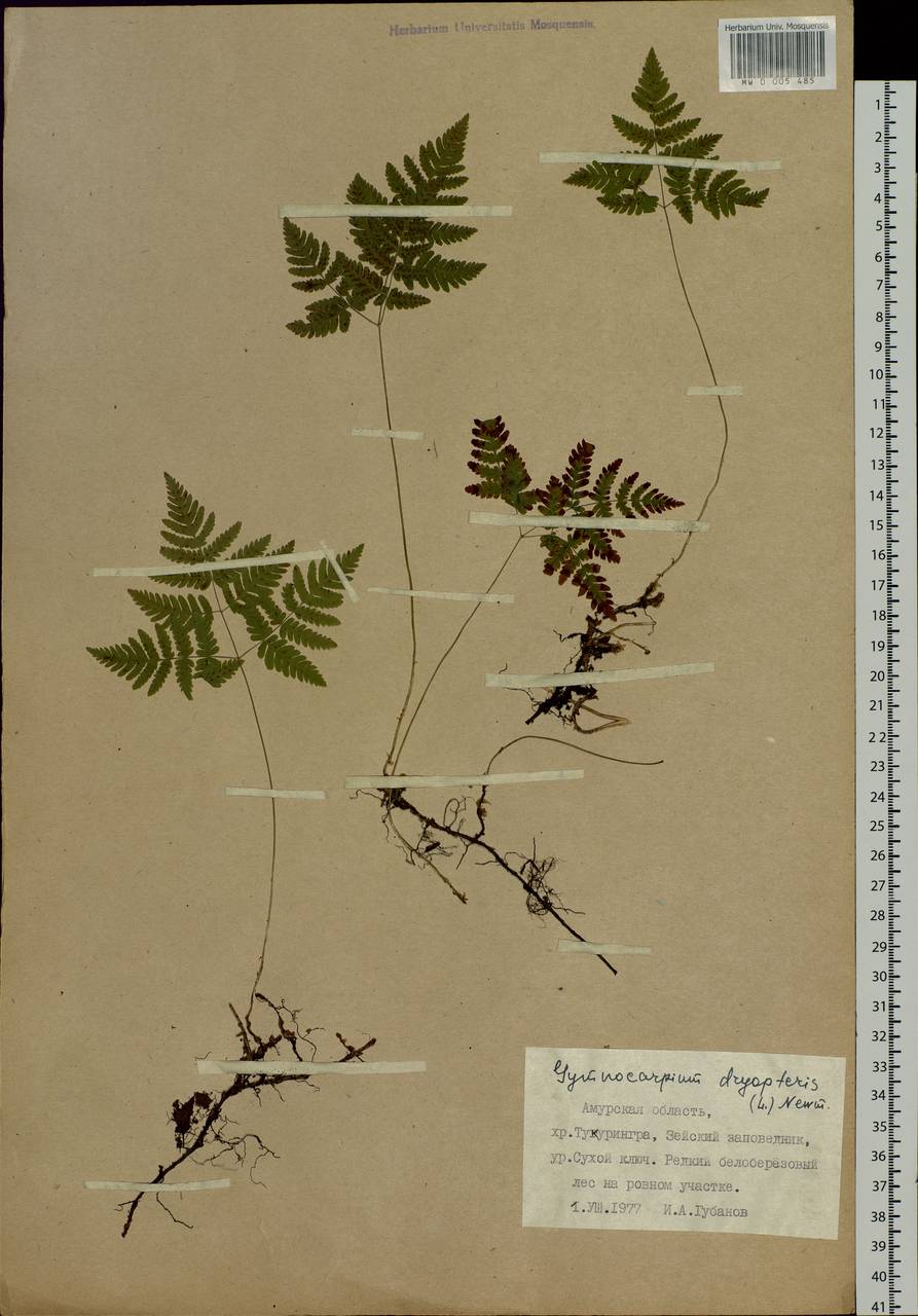 Gymnocarpium dryopteris (L.) Newm., Siberia, Russian Far East (S6) (Russia)