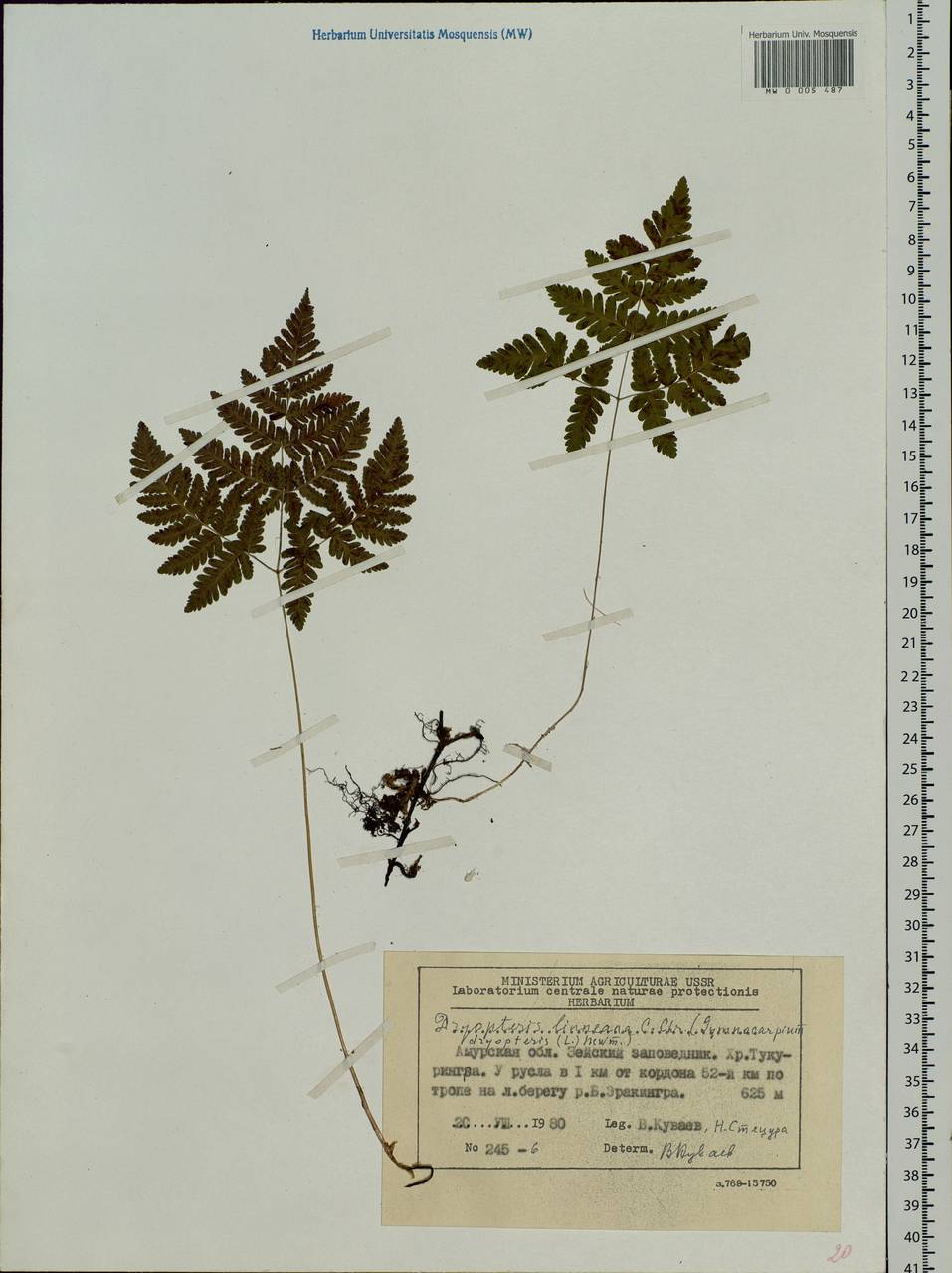 Gymnocarpium dryopteris (L.) Newm., Siberia, Russian Far East (S6) (Russia)