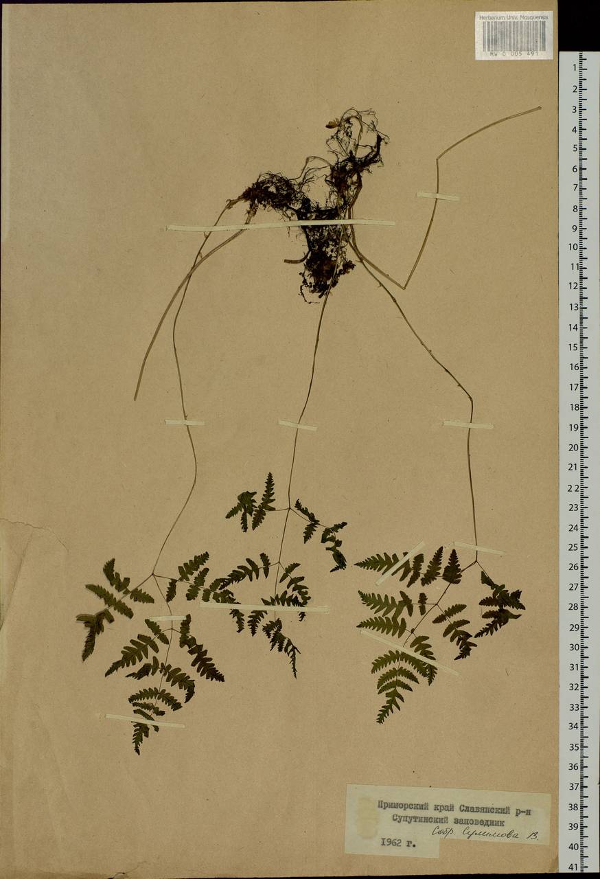 Gymnocarpium dryopteris (L.) Newman, Siberia, Russian Far East (S6) (Russia)