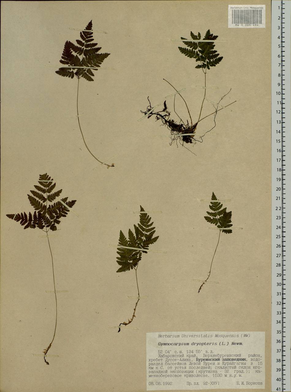 Gymnocarpium dryopteris (L.) Newm., Siberia, Russian Far East (S6) (Russia)