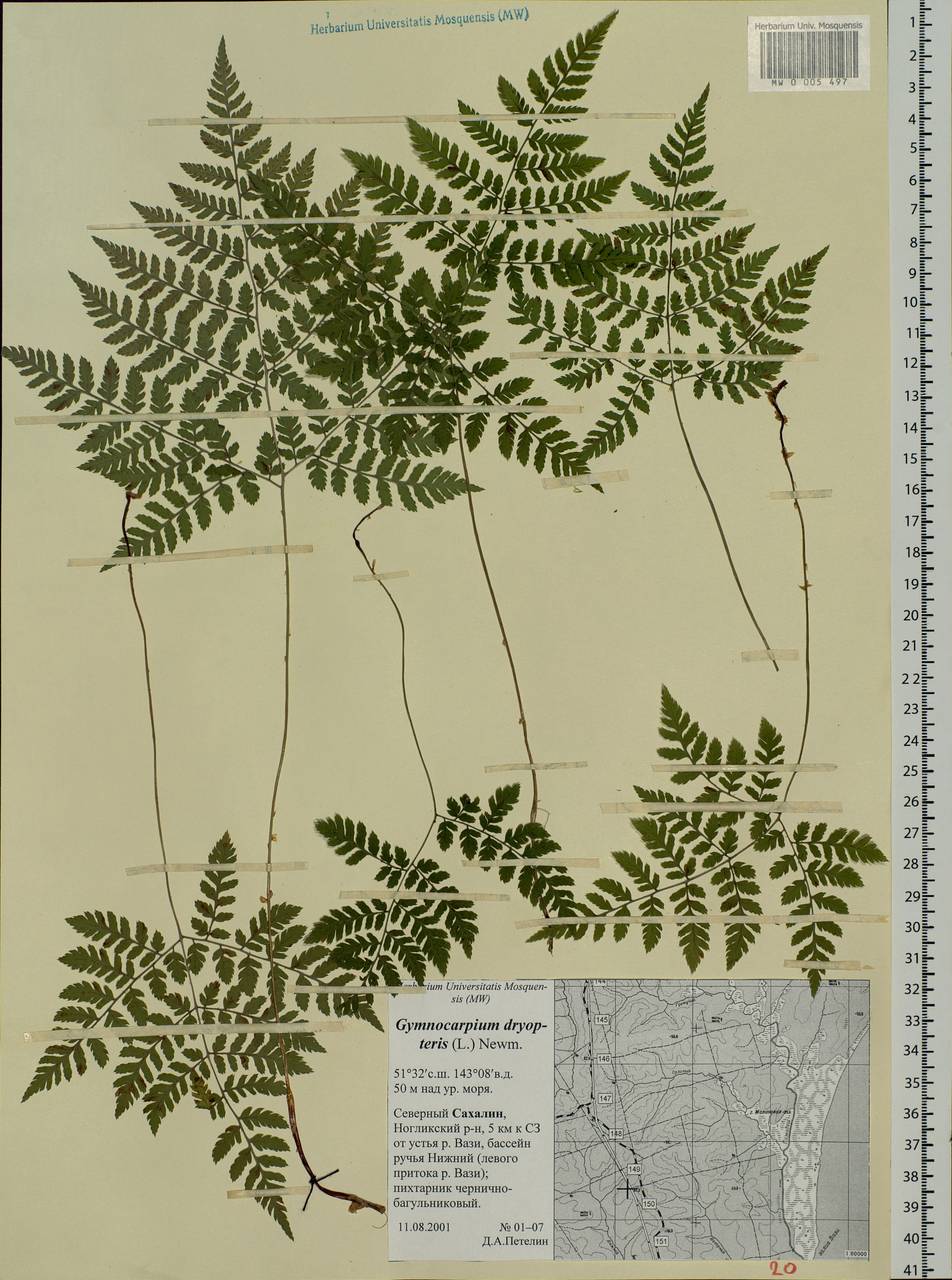 Gymnocarpium dryopteris (L.) Newm., Siberia, Russian Far East (S6) (Russia)