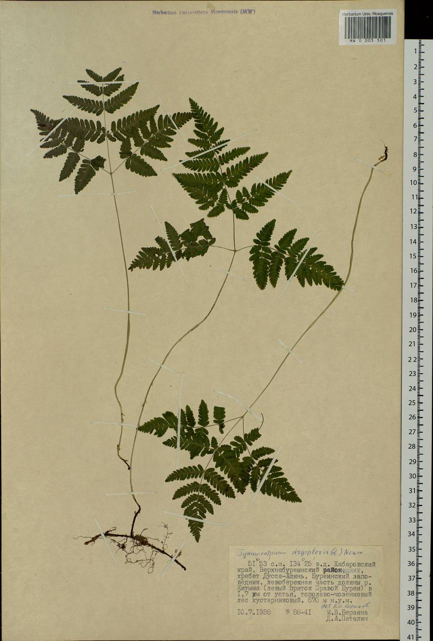 Gymnocarpium dryopteris (L.) Newm., Siberia, Russian Far East (S6) (Russia)
