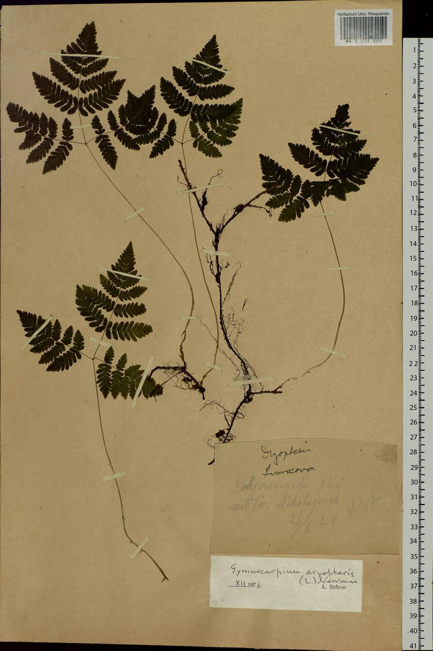 Gymnocarpium dryopteris (L.) Newm., Siberia, Russian Far East (S6) (Russia)