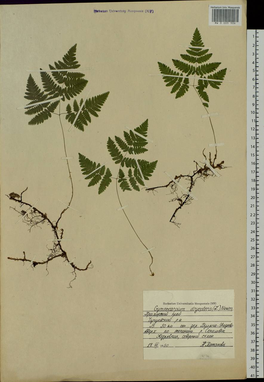 Gymnocarpium dryopteris (L.) Newman, Siberia, Russian Far East (S6) (Russia)
