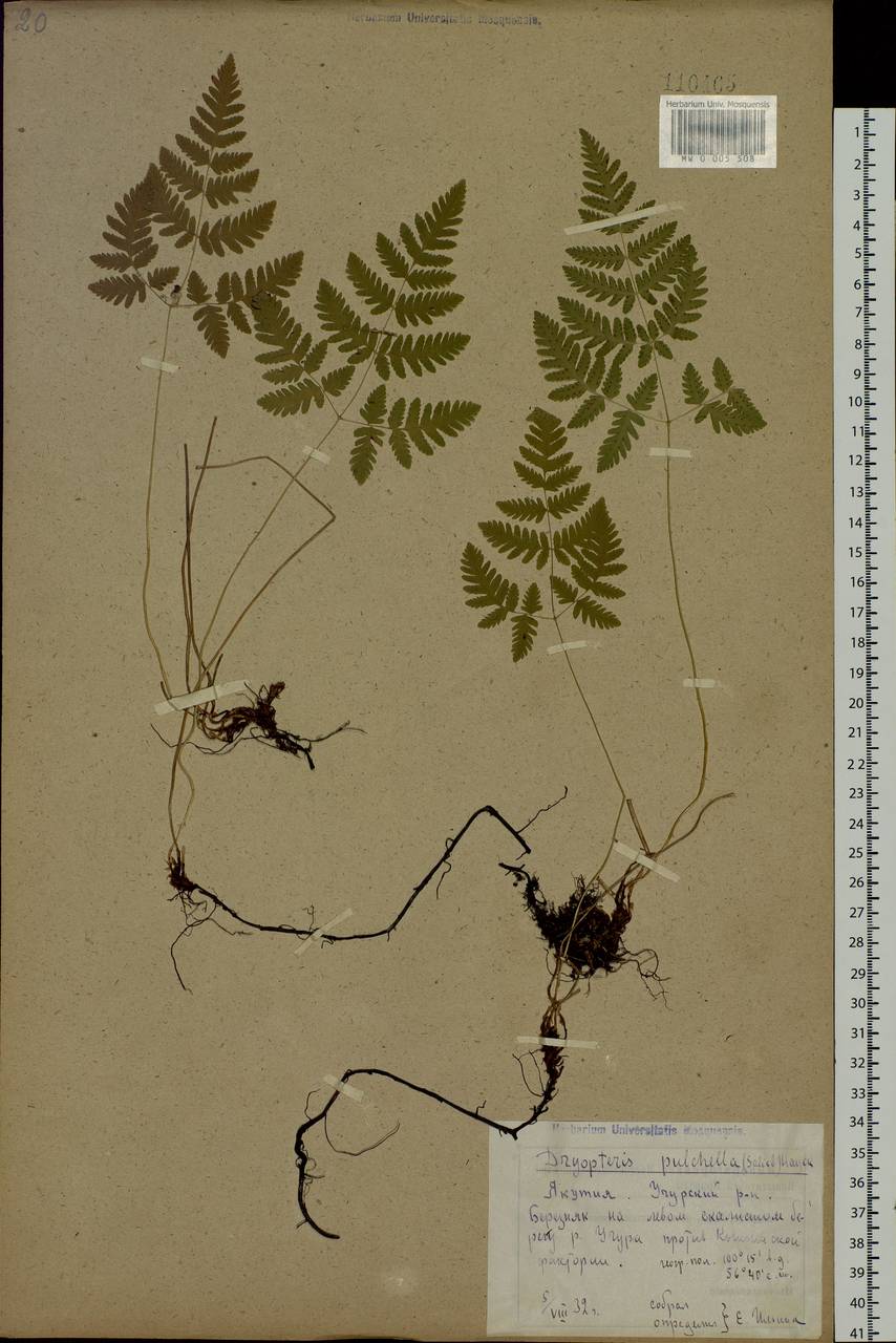 Gymnocarpium dryopteris (L.) Newm., Siberia, Yakutia (S5) (Russia)